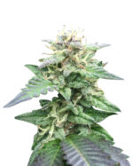 Guava Kush Autoflowering Cannabis Seeds
