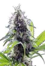 Hawaiian Fire Strain Autoflowering Cannabis Seeds