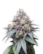 Hawaiian Skunk Strain Feminized Cannabis Seeds