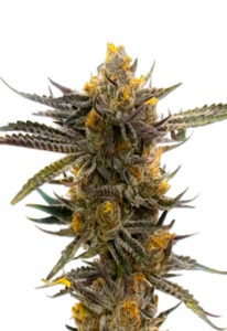 Haze XL Autoflowering Cannabis Seeds