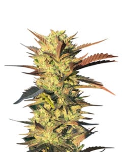Headband Strain Autoflowering Cannabis Seeds