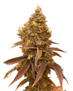 Hellfire OG Strain Feminized Cannabis Seeds