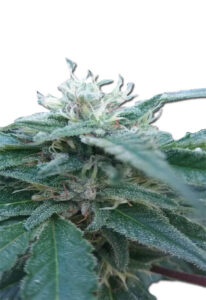 Hemlock Autoflower Cannabis Seeds
