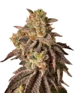 Hemlock Strain Autoflowering Cannabis Seeds