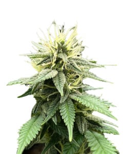 Hilly Billy Jean Strain Feminized Cannabis Seeds