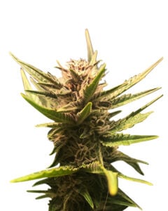Himalaya Gold Strain Feminized Cannabis Seeds