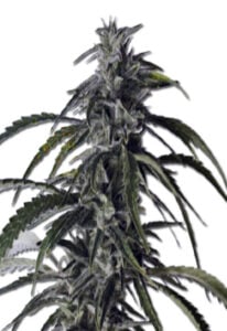 Hippie Crippler Autoflower Marijuana Seeds