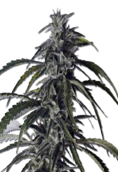 Hippie Crippler Autoflowering Cannabis Seeds