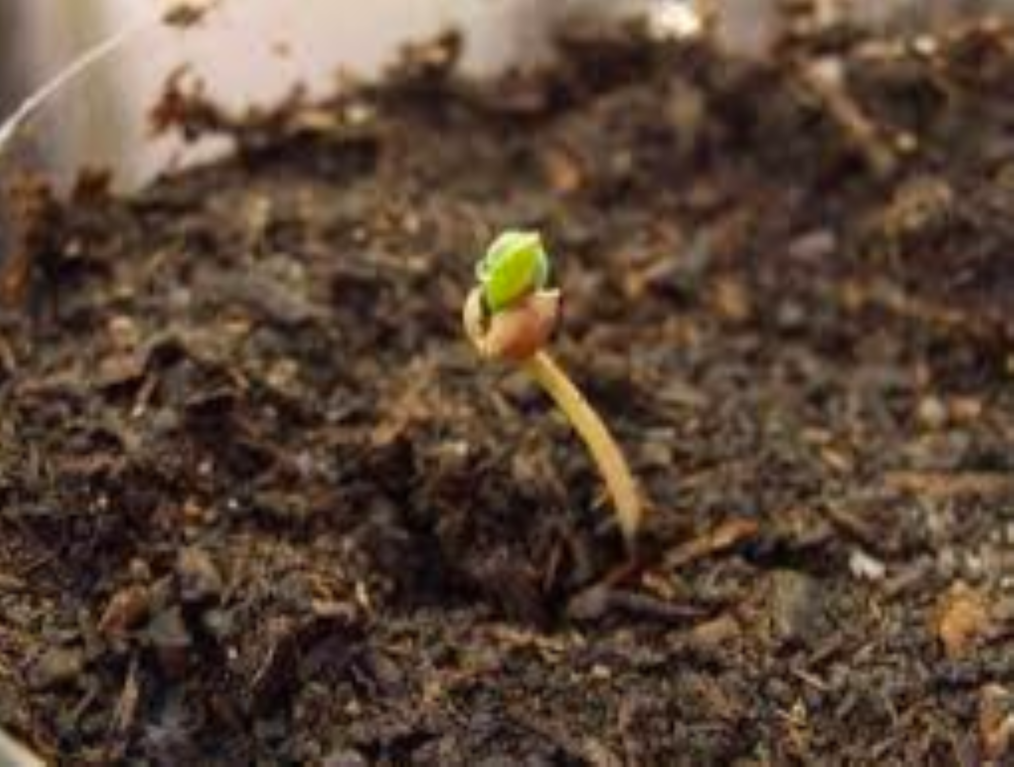 How Many Seeds Should You Buy