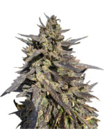Ice Cream Breath Strain Feminized Cannabis Seeds