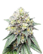 Ice Cream Cake Strain Feminized Cannabis Seeds