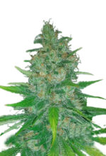Island Sweet Skunk Strain Autoflowering Cannabis Seeds