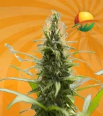 Jack Herer Strain