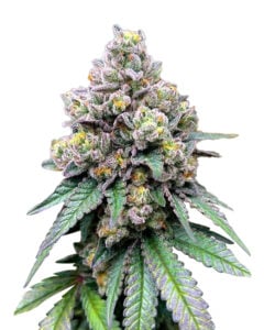 Jack Herer Strain Autoflowering Cannabis Seeds