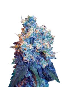 Jack Herer Regular Marijuana Seeds