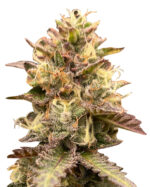 Jelly Bean Strain Feminized Cannabis Seeds