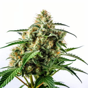Juicy Fruit Strain Autoflowering Cannabis Seeds