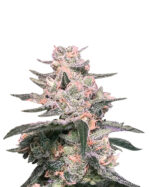 Juicy Fruit Strain Autoflowering Cannabis Seeds