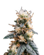 Juicy Fruit Strain Feminized Cannabis Seeds