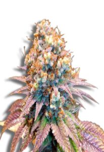 Jungle Juice Autoflower Cannabis Seeds