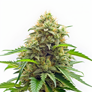 Jungle Juice Strain Autoflowering Cannabis Seeds