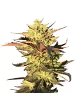 Jungle Juice Strain Autoflowering Cannabis Seeds
