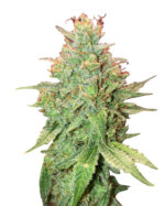 Kalashnikov Strain Feminized Cannabis Seeds