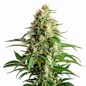 Kali Girl Strain Autoflowering Cannabis Seeds
