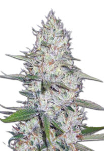 Kali Girl Autoflower Cannabis Seeds