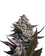 Kali Girl Strain Autoflowering Cannabis Seeds