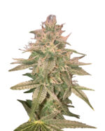 Kali Mist Strain Feminized Cannabis Seeds