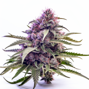 Killer Blue Strain Autoflowering Cannabis Seeds