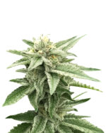 Killer Blue Strain Autoflowering Cannabis Seeds