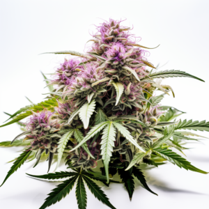 Killer Strain Feminized Cannabis Seeds