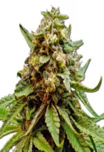 Killer Lemonade Autoflower