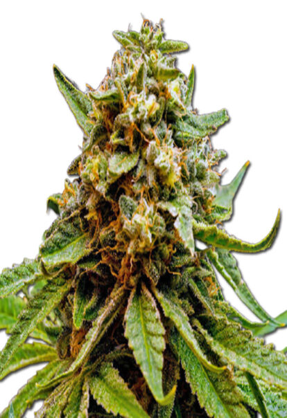 Killer Lemonade Autoflower