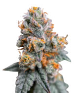 Killer Strain Feminized Cannabis Seeds