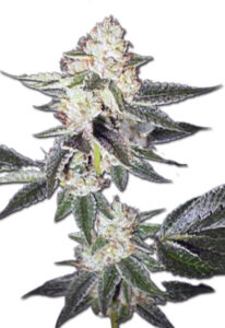 King Louis XIII Autoflower Cannabis Seeds
