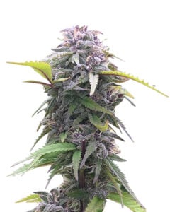 King Louis XIII Strain Autoflowering Cannabis Seeds