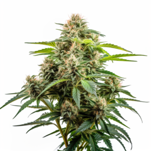 King’s Kush Autoflowering Cannabis Seeds