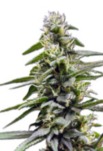 King’s Bread Strain Autoflowering Cannabis Seeds