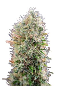 King’s Kush Autoflower Marijuana Seeds