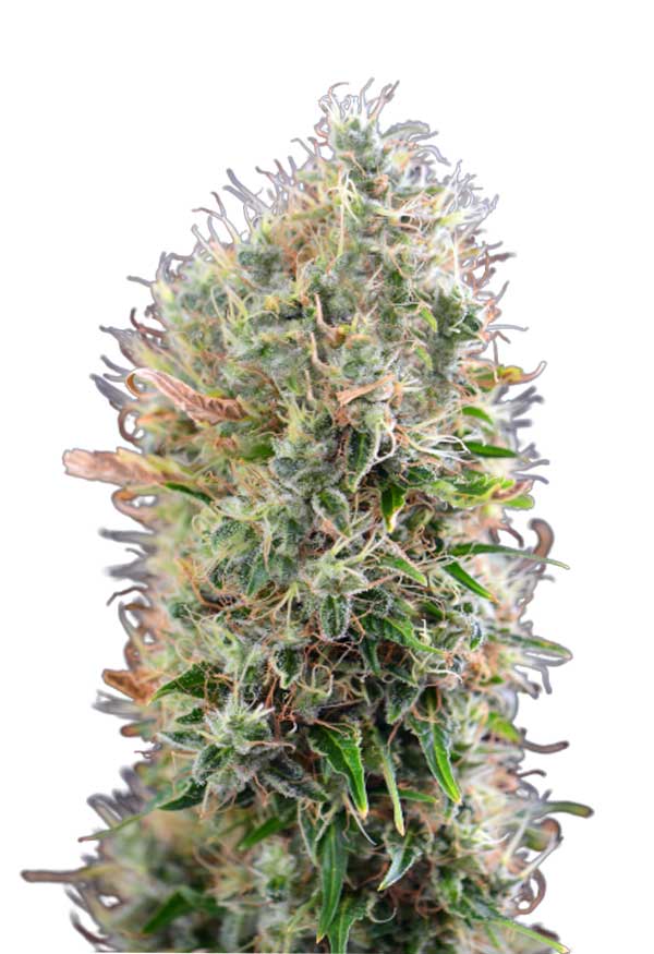 Kings Kush Autoflower Marijuana Seeds