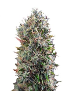 King’s Kush Autoflowering Cannabis Seeds