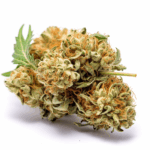 King’s Kush Feminized Cannabis Seeds