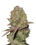 Kosher Cookies Strain Feminized Cannabis Seeds