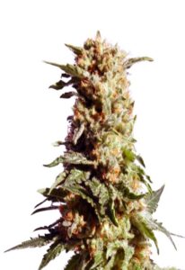 Kosher Kush Feminized Marijuana Seeds