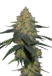 Kryptonite Autoflower Marijuana Seeds