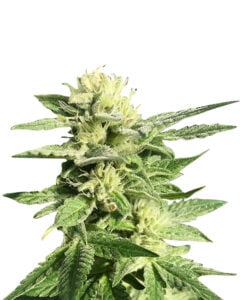 Kryptonite Strain Autoflowering Cannabis Seeds
