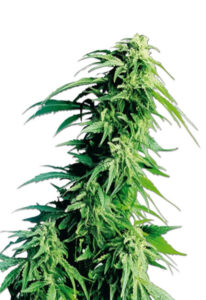 Kush XL Autoflower Marijuana Seeds